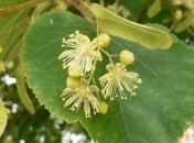 Липовый веник от недугов