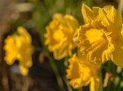 Листья нарцисса разрастаются после цветения