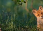 Сегодня Всемирный день дикой природы