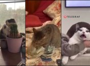 Рассказываем, на какого котика похож каждый знак Зодиака