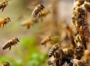 Ученые рассказали, как пчелы предупреждают друг друга об опасности 