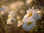 Прогноз погоды в Украине на 9 июня: на северо-западе опять дождливо