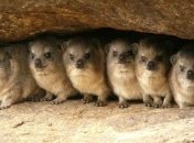 В Африке ученые нашли самого близкого сородича слона на Земле