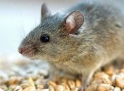 Ученые вывели устойчивых к радиации мышей