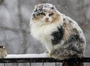 Мартовская непогода: в Украине продолжатся сильные снегопады