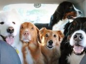 Одна собака хорошо, а несколько - лучше:  будни людей, у которых много псов