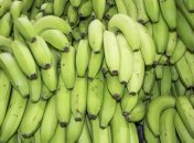 Ученые: Современный мир стал слишком опасным для бананов