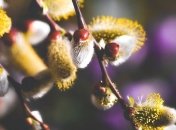 Приметы и обряды на 6 марта – Тимофей Весновей