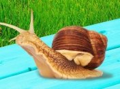 Слідкуйте, щоб равлики не відкладали яйця у ваших рослин