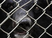 Медведь, кабаны и страусы жили в подпольном швейном цеху