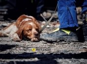 Пес-рятівник Ніндзя