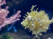 Из подводного мира: Удивительные глубоководные создания (Фото)