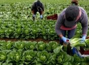 Спецрейсом до Фінляндії вилетіли 200 українських заробітчан