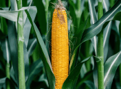 Кукуруза требует правильного ухода (изображение создано с помощью ИИ)