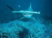 Биологи рассказали, какие акулы способны питаться растительной пищей 