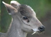 Олень-вампир — воплощение жутких легенд о страшных существах (Фото)