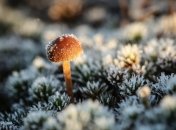 Розповідаємо, коли очікуються заморозки в Україні цього року