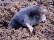 Дачники не рады кротам на участке