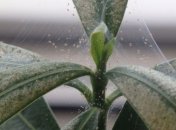 Вредитель угрожает домашним растениями