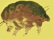 В янтаре обнаружили останки древней беспозвоночной "плесневой свиньи"