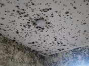 Плесень в российской больнице