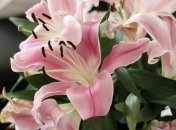 Легко сделать так, чтобы лилии пышно цвели и пахли