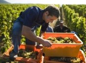 В Ливане издан винный каталог 