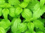 В обычных растениях были найдены частицы золота 