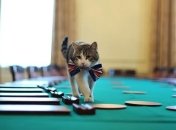 Кота Ларри не выселят из резиденции Кэмерона после его отставки