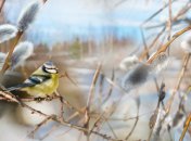 Опять входим в образ капусты: на Украину надвигается новое похолодание