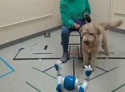 Собаки могут выполнять команды роботов, но только человекоподобных (Видео)