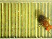 У насекомых есть ген, отвечающий за интеллект