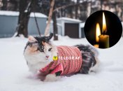 Кошки сегодня имеют особое значение