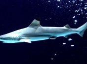 На Гавайах зафиксирован второй за неделю случай нападения акулы