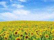 Специалисты выяснили, как подсолнух поворачивается к Солнцу