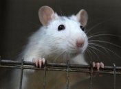 Ученые заставили крыс играть в компьютерные игры: результат "сломал" стереотипы об этих животных