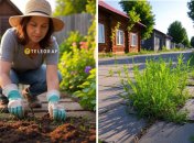 Навести лад на доріжках у дворі дачі допоможе простий засіб
