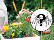 Павук сидів на асфальті