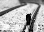 Роль кошек во время блокадного Ленинграда