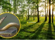 В Днепре увидели редкую рептилию