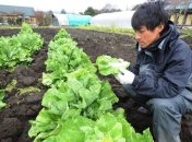 Шпинат дал ток