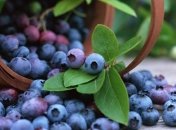 Названа лучшая ягода для омоложения организма