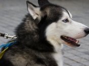 Как путешествовать за границу с домашними животными: основные требования