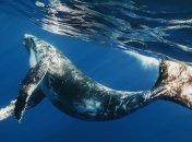 Как кит застрял в гавани у побережья Калифорнии (Видео)