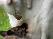 У кенгуру-альбиноса Альберты появился детеныш