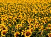 В Украине сократилось производство подсолнечного масла