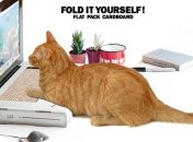 Разработан ноутбук для кошек 