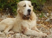 В Туркменистане не прекращаются празднования выхода книги президента об алабаях 