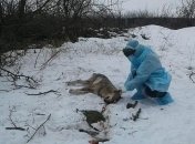В Запорожской области волк искусал троих людей, животное могло болеть бешенством