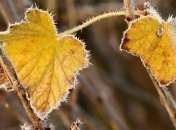 Погода в Украине на 1 ноября: ночью во всех регионах будут заморозки